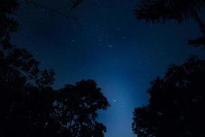 Silhouette der Bäume in der Nacht foto