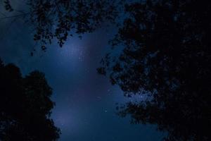 Silhouette der Bäume in der Nacht foto