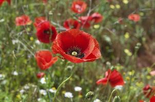 eine rote Mohnblume inmitten einer grünen Wiese foto