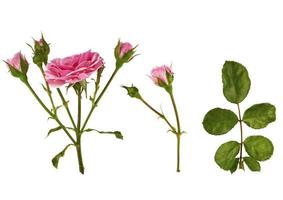 Set aus rosafarbenem Rosenstiel mit Knospen und einem grünen Zweig mit Blättern foto