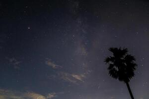 Silhouette eines Baumes in der Nacht foto