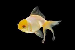 weißer Goldfisch auf schwarzem Hintergrund foto