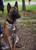 belgischer schäferhund malinois sitzt foto