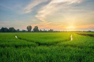 Reisfeld bei Sonnenaufgang foto