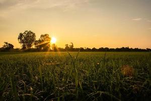 Reisfeld bei Sonnenaufgang foto