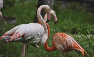 Flamingo steht auf einem Bein foto