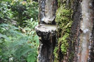 Gummibaum mit Moos im Wald foto