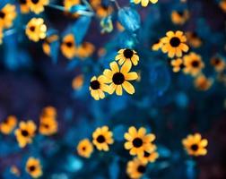 blühende gelbe blumen rudbeckia triloba, draufsicht foto