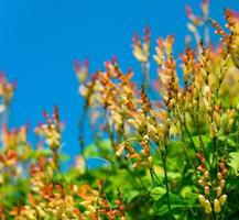 Blumen-Ming-Klinge vor blauem Himmel foto