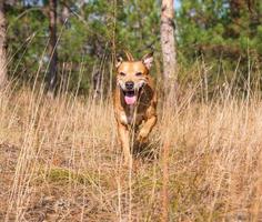 Laufen im Wald Amerikanische Pitbulls, Herbsttag foto