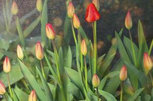 rote ungezapfte Tulpen im Regen foto