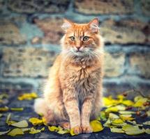 große rote Katze sitzt und freut sich foto