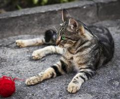 Junge graue Tabby-Katze, die auf der Straße liegt und wegschaut foto