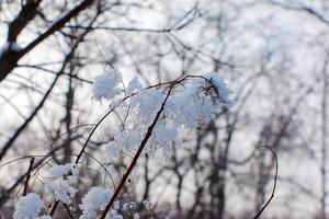 cotinus coggygria oder rhus cotinus junge dame europäischer oder eurasischer rauchbaum, rauchiger baum, rauchiger strauch im winter. Die Pflanze ist mit Schnee bedeckt. foto