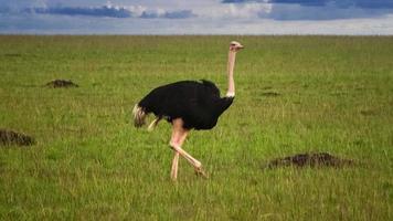 wilder vogelstrauß in der savanne afrikas. foto