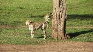 Geparden in der Wildnis Afrikas auf der Suche nach Beute. foto