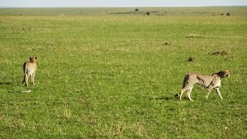 Geparden in der Wildnis Afrikas auf der Suche nach Beute. foto