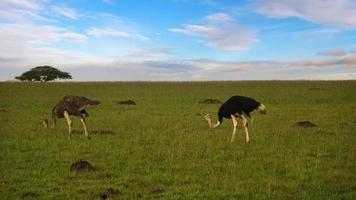 wilder vogelstrauß in der savanne afrikas. foto