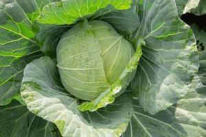 Kohl in der Gemüsefarm im Sommer foto