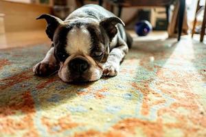 französische bulldogge haustier foto