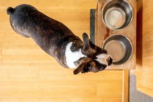 französische bulldogge haustier foto