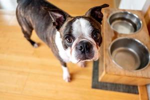 französische bulldogge haustier foto