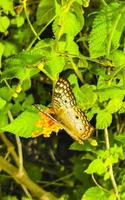 tropischer schmetterling auf blumenpflanze in wald und natur mexiko. foto