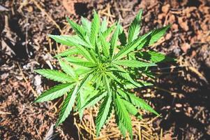 Marihuana-Blätter - Cannabis-Pflanzenbaum, der im Topf auf naturgrünem Hintergrund wächst, Hanfblatt für den Extrakt der medizinischen Versorgung natürlich foto