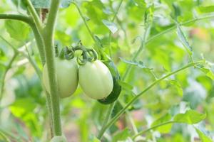 Tomatenpflanze, grüne Tomaten in einem Gewächshaus Gartenbau Gemüse - Tomatenanbau frischer Bund junger Tomaten natürlich foto