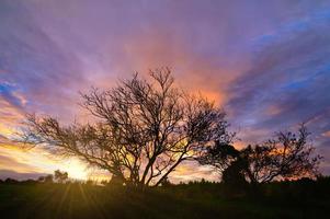 Baumschattenbild bei Sonnenuntergang foto