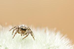 Spinne auf einer Blume foto