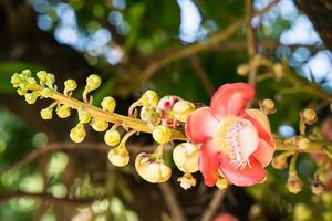 Kanonenkugelblume Couroupita Guianensis auf dem Baum foto