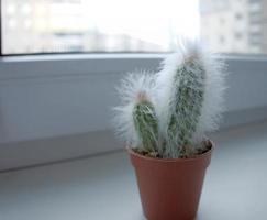 flauschiger espostoa-kaktus in einem orangefarbenen topf auf einer fensterbank foto