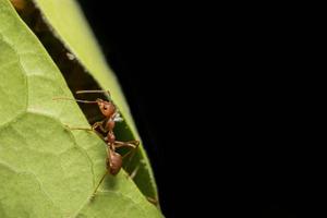 Ameise auf einem Blatt, Nahaufnahme foto