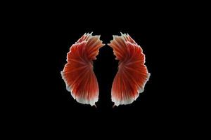 betta splendens schwänze auf schwarzem hintergrund foto