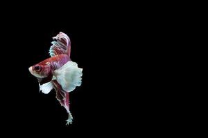 betta splendens auf schwarzem hintergrund foto