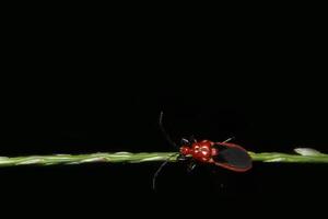 Hemiptera im Gras foto