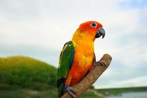 Sonnensittich schöner junger Papagei oder Vogel ist aratinga hat gelb, orange und grün auf verzweigtem Hintergrund verschwimmen Berge Himmel foto