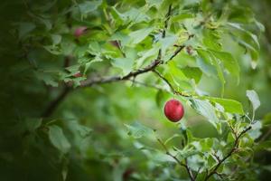 wilde Pflaume in einem grünen Baum im Sommer foto