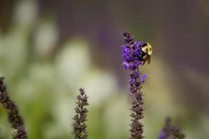 Makrofoto der Biene auf lila Wildblumen foto