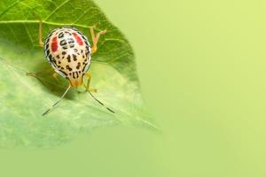 gelbe Hemiptera auf einem Blatt foto