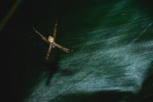 Spinne in einem Spinnennetz foto