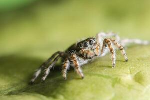 Spinne auf einem Blatt foto