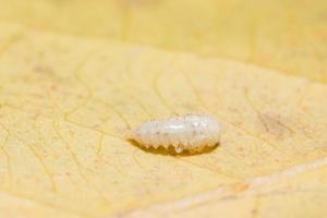 Raupe auf einem Blatt foto