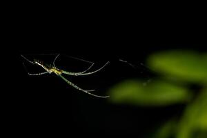 Spinne im Spinnennetz foto