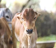 Baby Kalb draußen foto