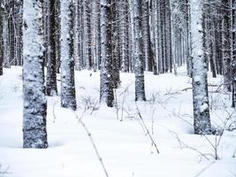 Bäume mit Schnee bedeckt foto