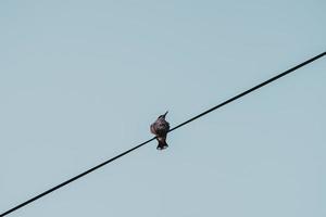 schwarzer Vogel auf Draht foto