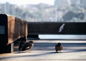drei schwarze Vögel auf Holzoberfläche foto