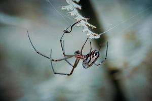 braune Spinne in ihrem Netz foto